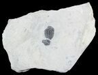 Elrathia Trilobite In Shale - Utah #55343-1